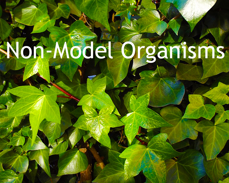 Non-model Organisms