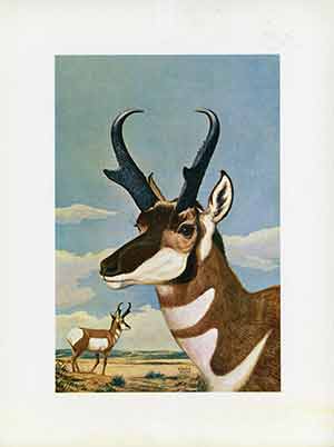 Painting of antelope head with antelope in the background.