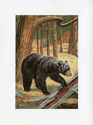 Painting of a black bear.