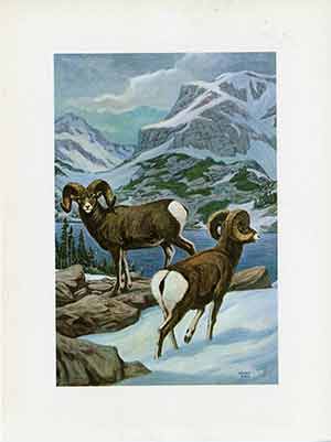Painting of two big horn sheep in the snow.