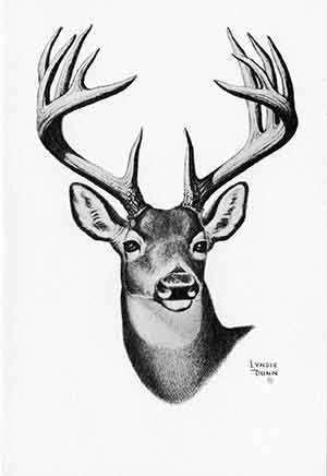 Black and white drawing of a deer head.