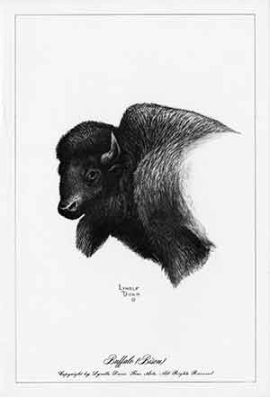 Black and white drawing of a bison head.