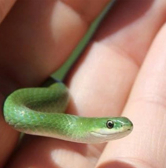 A smooth green snake in someone's hand. 