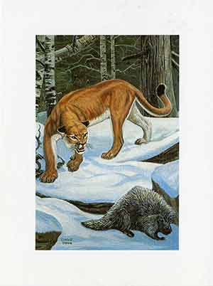Painting of mountain lion stalking a porcupine.
