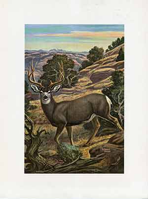 Painting of a mule deer.