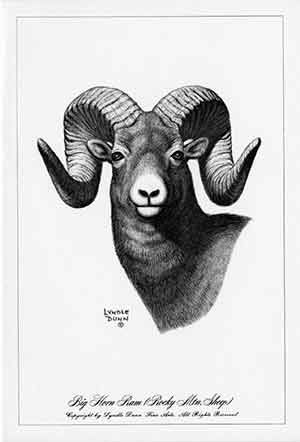 Black and white drawing of a big horn sheep head.