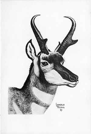 Black and white drawing of antelope sheep head.