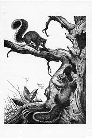 Black and white drawing of two squirrels in a tree.