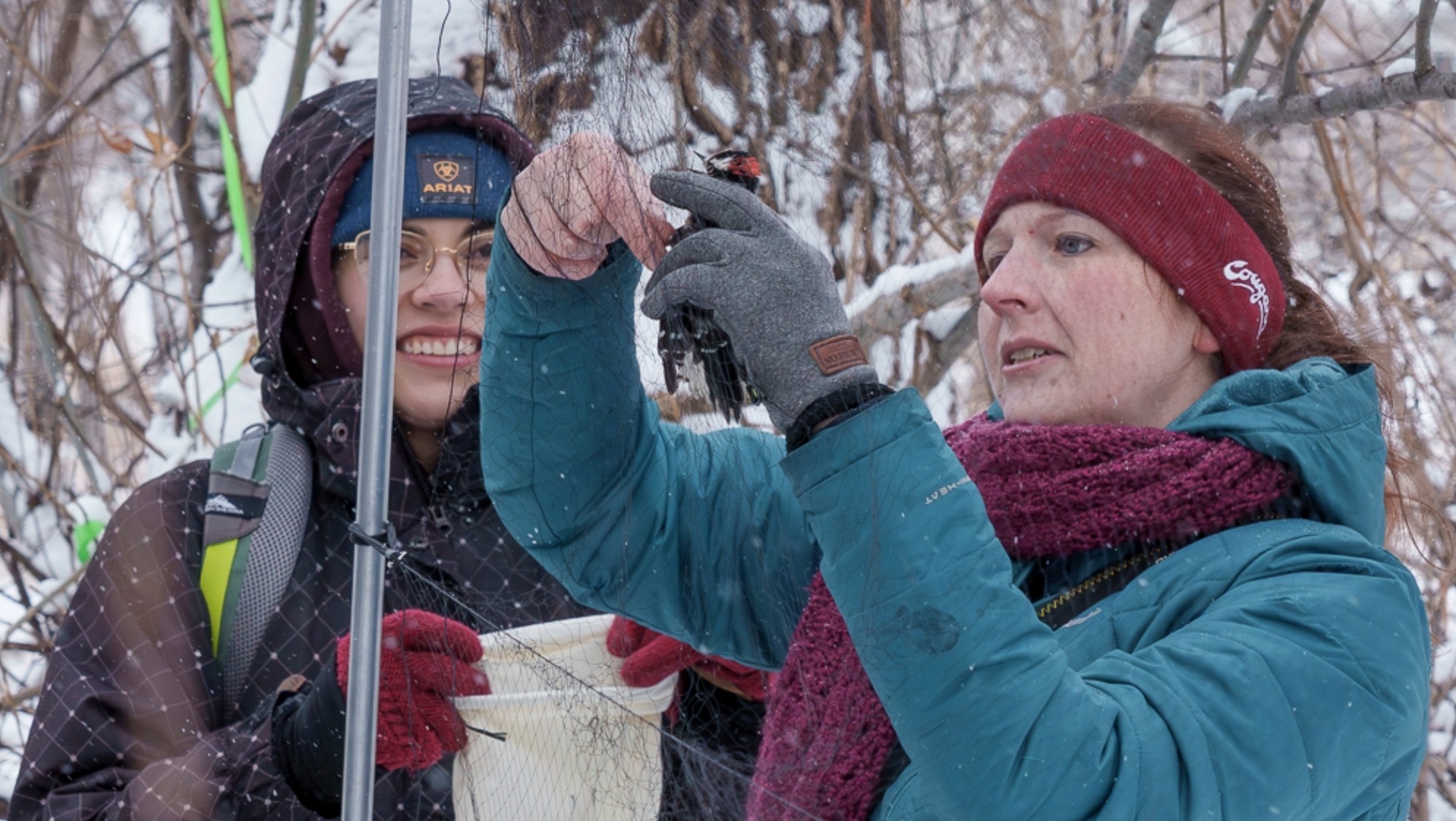 A professor gently untangles a bird that has been caught in the net as a student watches her progres